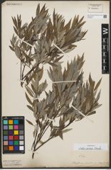 Foto von Salix sericea Marshall